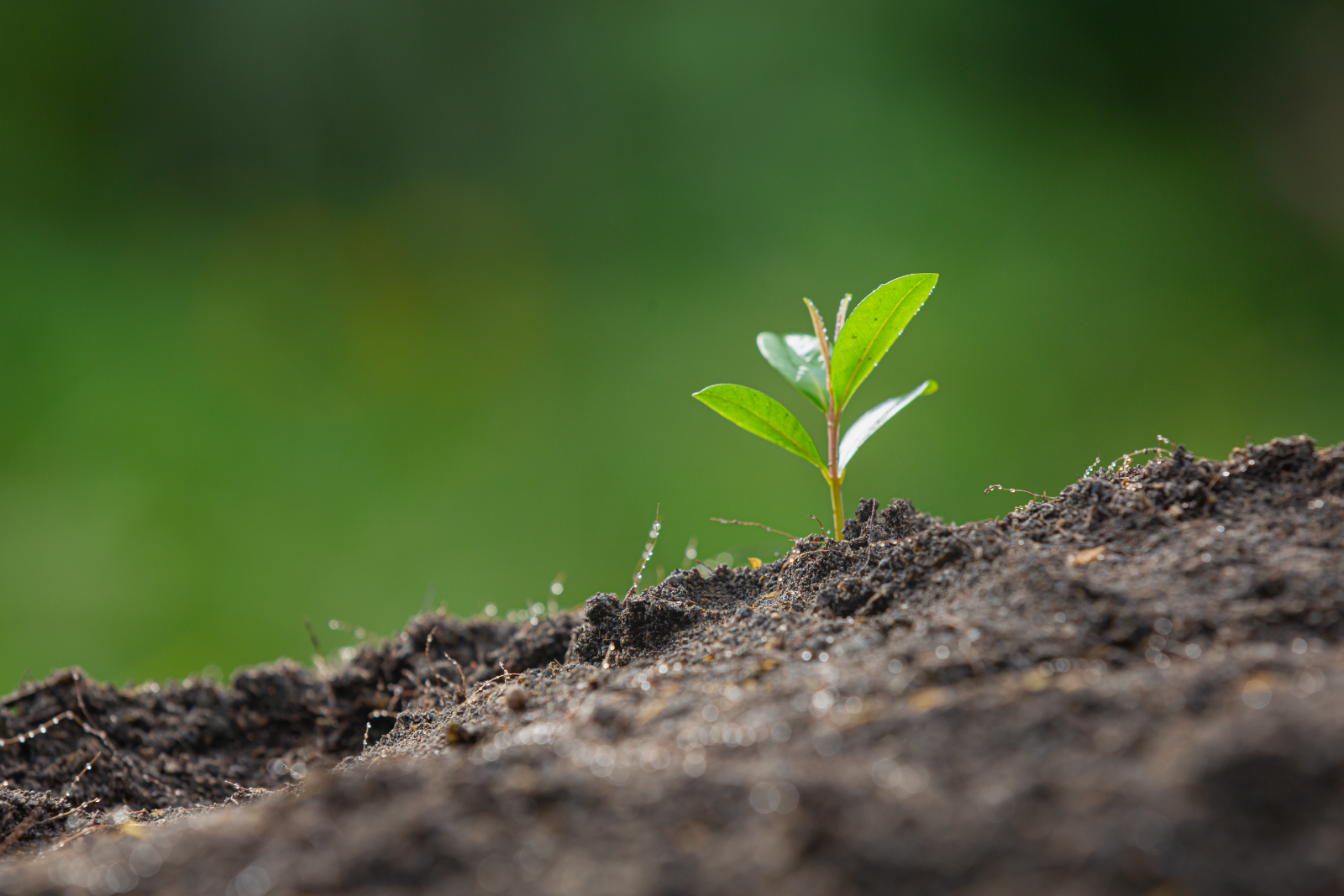 Soil Cultivation Techniques - What Is Organic Gardening And Why Is It Done?
